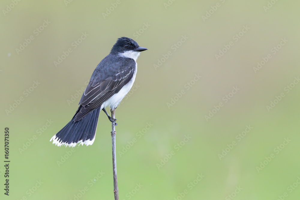 Fototapeta premium Eastern Kingbird