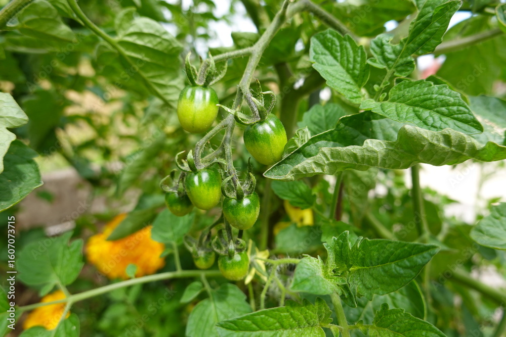 Fototapeta premium Green cherry tomatoes growing on the vine in a vegetable garden
