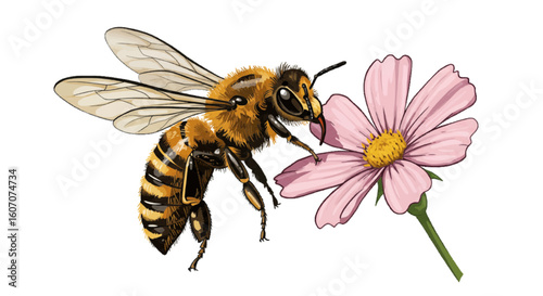 A honeybee collecting nectar, vector minimalism, white background