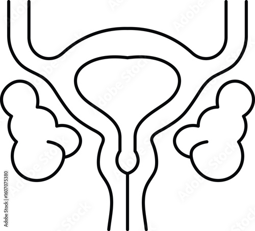 Simple black outline illustration of human female reproductive system