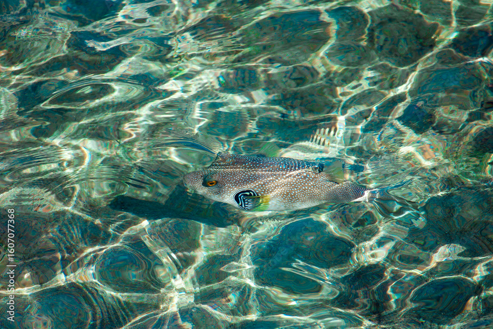 Fototapeta premium tropical fish in sea
