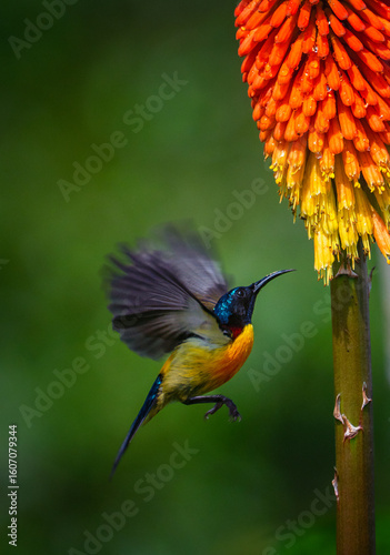 Green-tailed Sunbird moving into a flower to feed