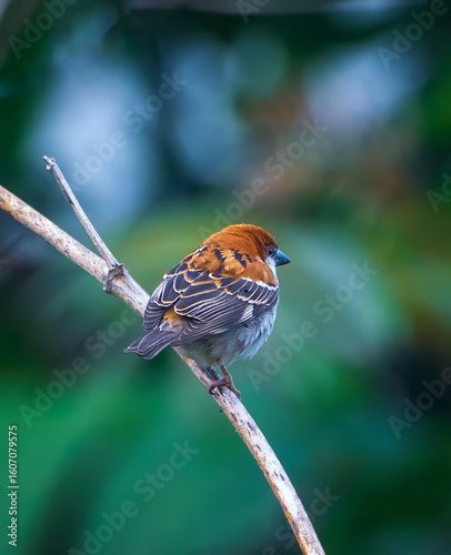 A small bird on a tree