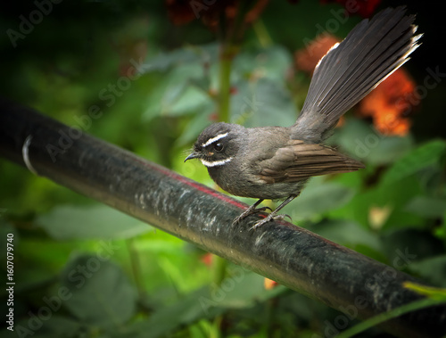 A small Fantail bird sitting on a pipe