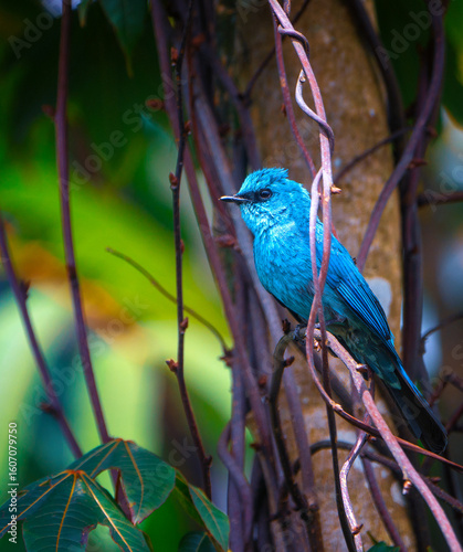 A Verditer Flycatcher perched on a branch