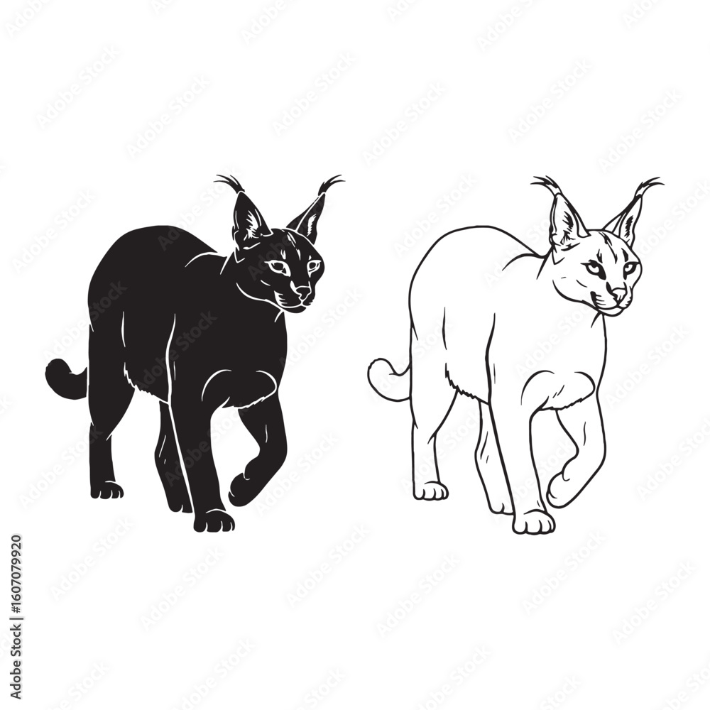 Obraz premium African Wildcat Essence - Caracal Side View Art - Matching Silhouette and Clean Lineart Presentation - Caracal silhouette - Caracal lineart - Caracal vector - silhouette & lineart of Caracal