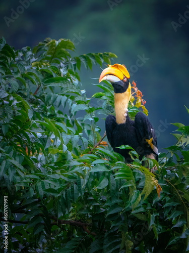 A great hornbill perched on a tree in the jungle
