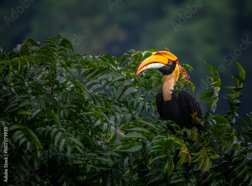 Great Hornbill on a tree