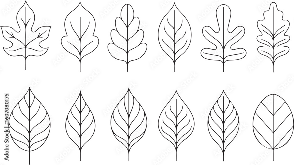 Obraz premium Abstract leaf outlines simple line drawings line art