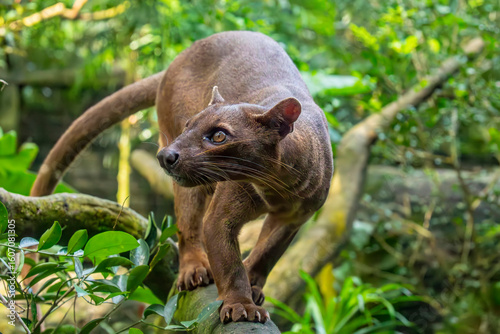 The fossa (Cryptoprocta ferox) is resting on the tree. 
A cat-like,  the largest mammalian carnivore on the island of Madagascar.