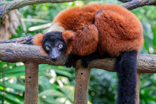 The red ruffed lemur (Varecia rubra) is native to Madagascar. It occurs only in the rainforests of Masoala, in the northeast of the island. 
Its soft, thick fur is red and black in color.