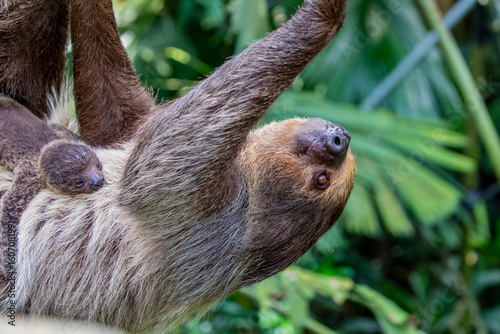 Linneaus' Two-toed Sloth (Choloepus didactylus) with its baby. 
A species of sloth from South America,  have longer hair, bigger eyes, and their back and front legs are more equal in length.