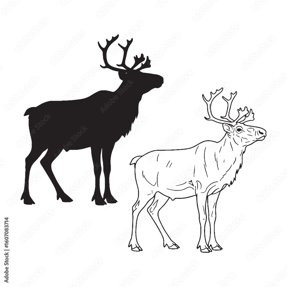 Obraz premium Large Antler Display - Caribou Illustration Assets - Vivid Silhouette and Crisp Lineart - Caribou silhouette - Caribou lineart - Caribou vector - silhouette & lineart of Caribou