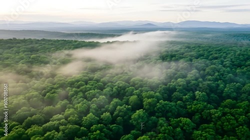 Misty forest landscape aerial view