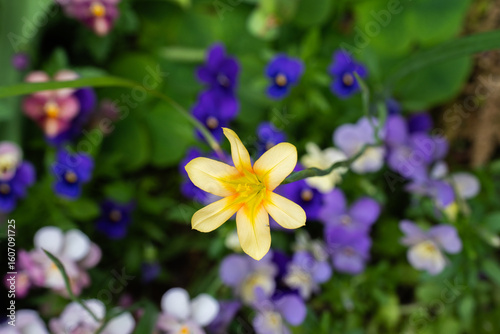 初夏の花壇で調和する、黄色の可憐なホメリアの花