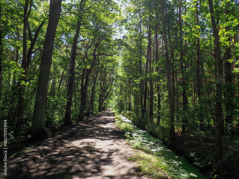 Fototapeta premium Narrow dirt path meandering through lush green forest with tall straight trees creating natural corridor in summer wilderness