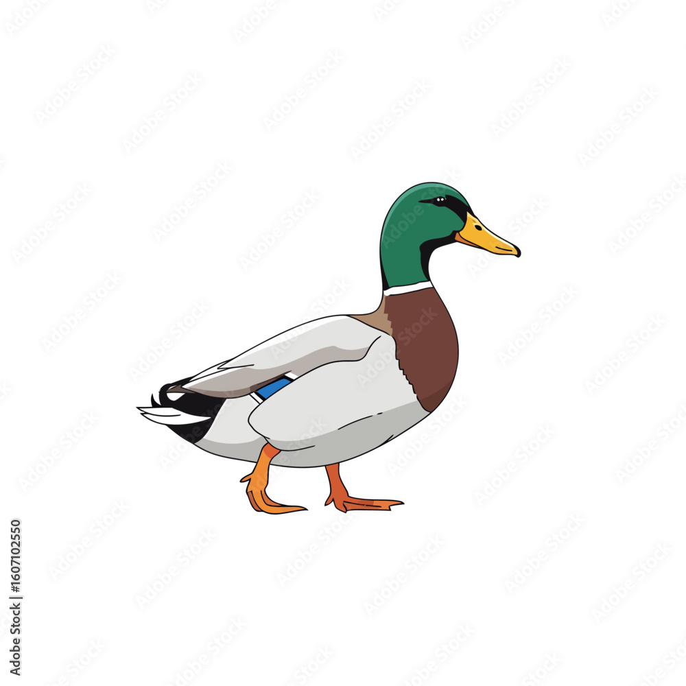 Obraz premium Colorful illustration of a mallard duck, profile view, standing on a plain background.