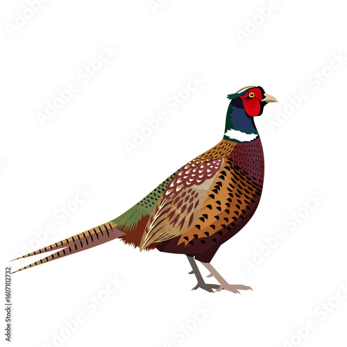 Illustration of a colorful pheasant standing, showcasing its detailed plumage and distinctive features against a white background.