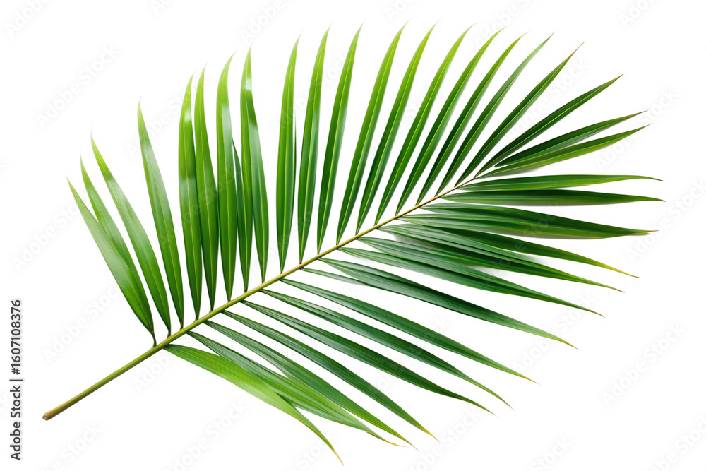 Fototapeta premium Single Palm Leaf Branch Isolated on Transparent Background – Botanical Foliage PNG Clipart