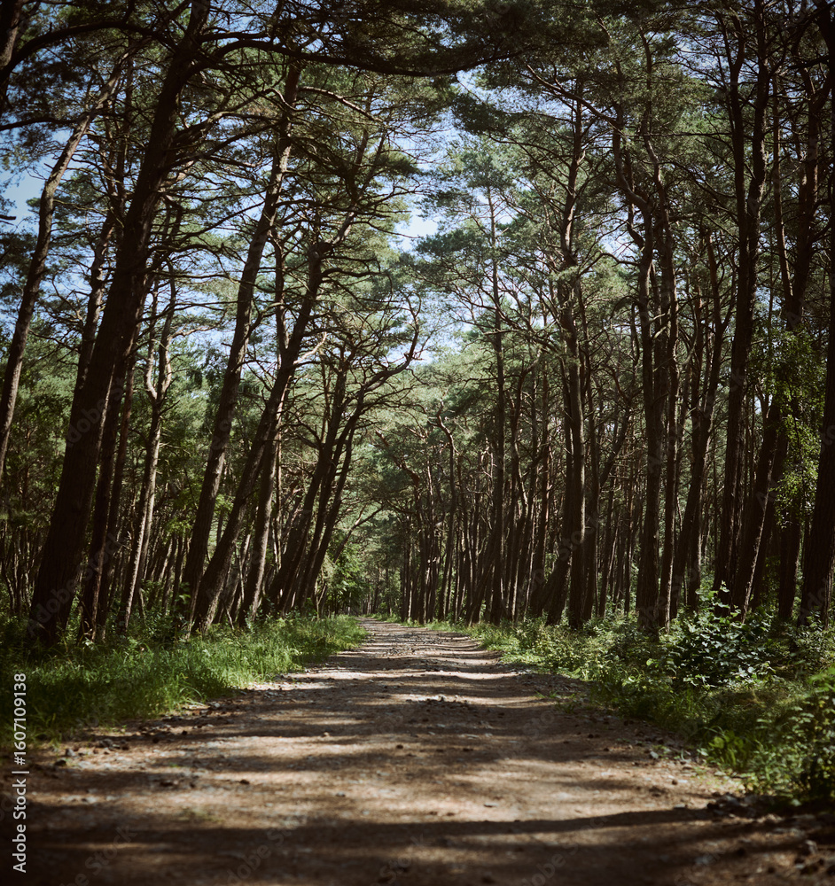 Fototapeta premium Tranquil path winds through sun dappled forest, surrounded by towering pines. Quiet atmosphere evokes peace and connection with nature, perfect for reflection or leisurely stroll