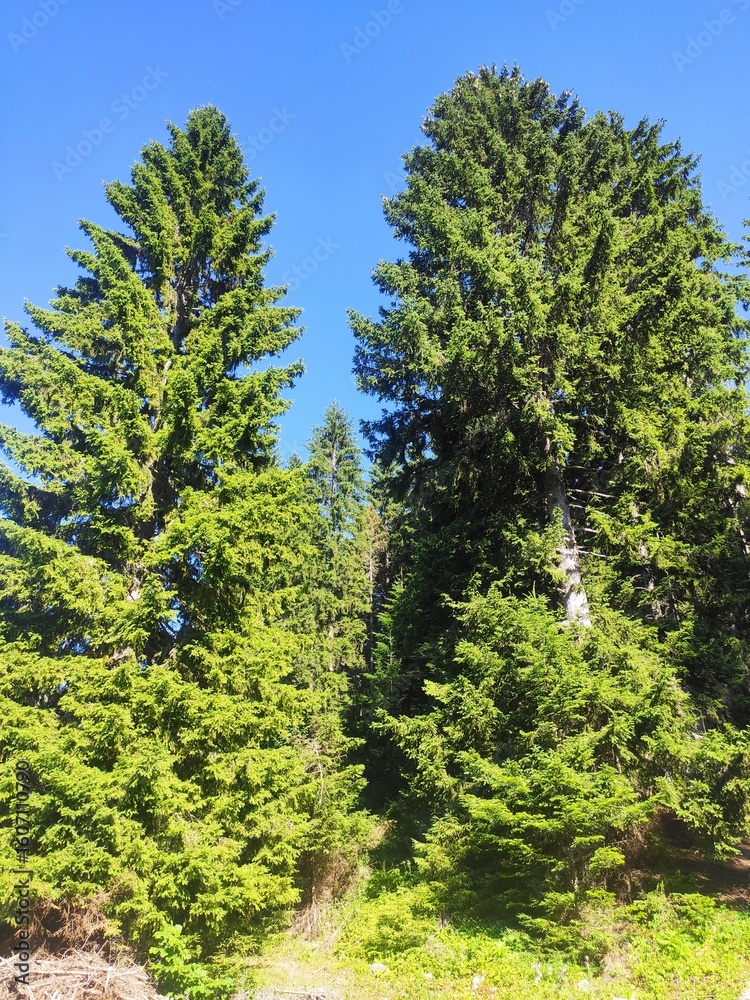 Fototapeta premium Beautiful forest photos