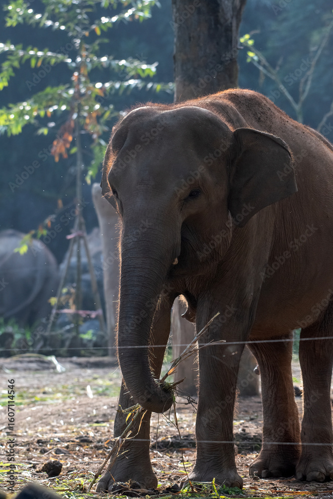 Fototapeta premium Sumatran elephants in captivity
