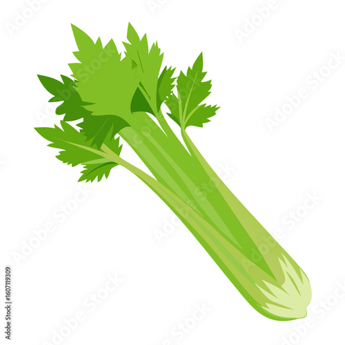 Fresh Celery Stalk – Green Vegetable Vector Illustration