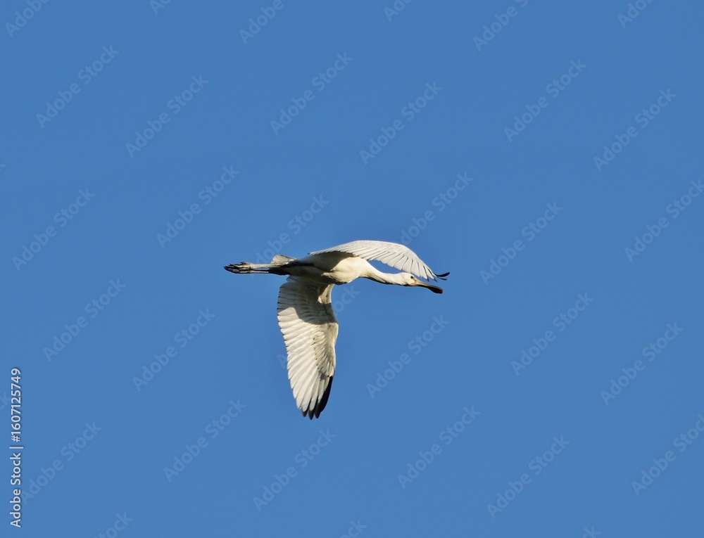 Obraz premium Löffler (Platalea leucorodia) im Flug, Ungarn