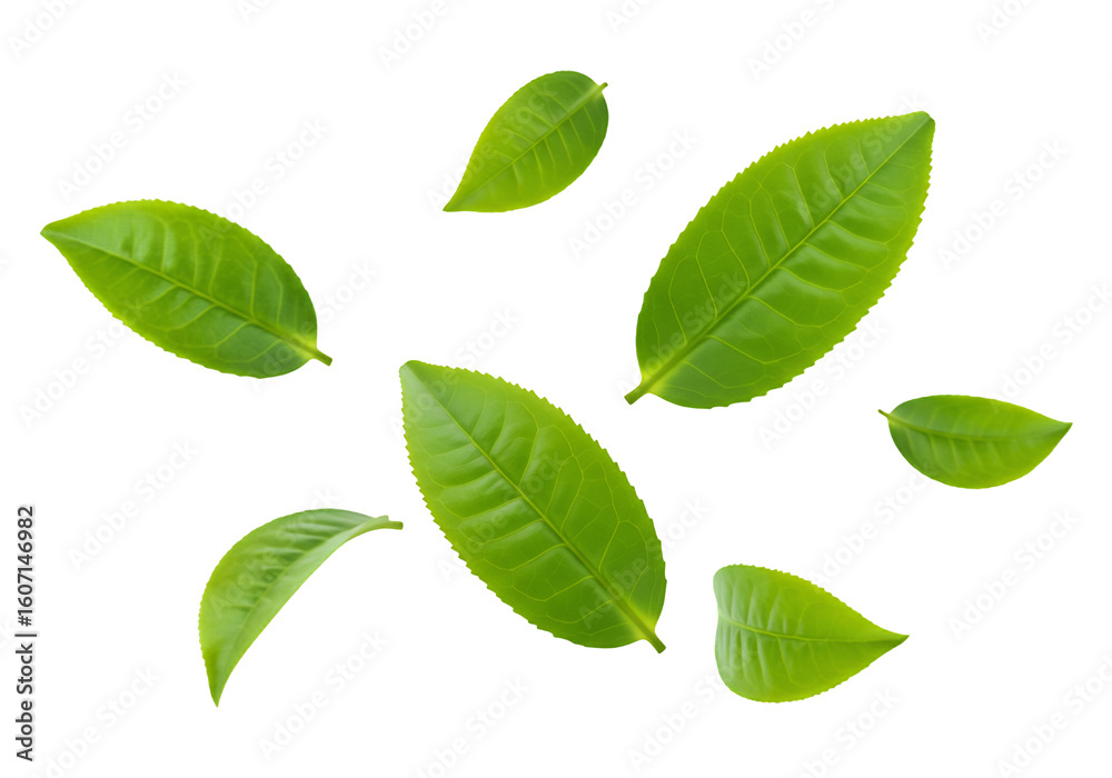 Fototapeta premium Several fresh green tea leaves scattered isolated on transparent background