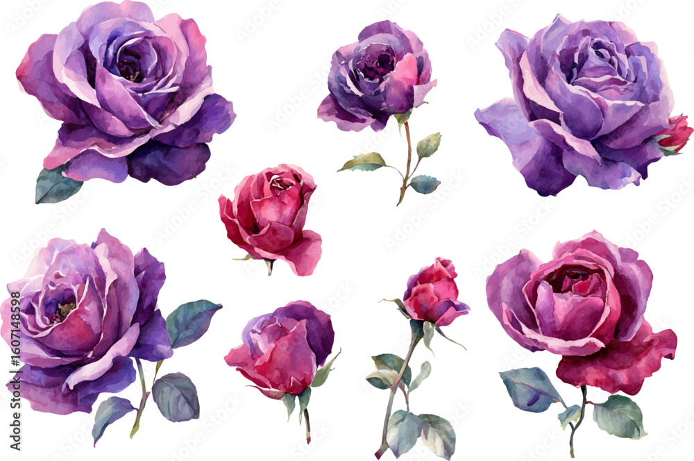 Fototapeta premium set of roses isolated on white