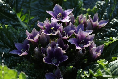 blooming mandragora mandrake plant