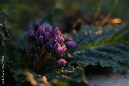 blooming mandragora mandrake plant