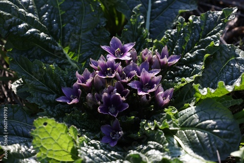 blooming mandragora mandrake plant