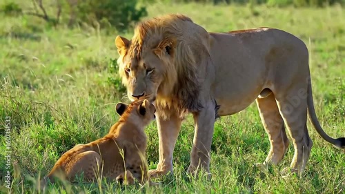 Wallpaper Mural Lion & cub savannah interaction; sunrise; wildlife Torontodigital.ca