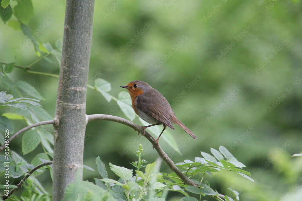 Fototapeta premium Eurasian Robin on branch