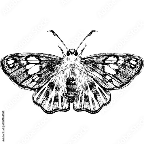Vintage hand-drawn sketch of a moth with spread wings. Black and white scientific entomology illustration on an isolated background.