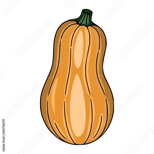 Vector illustration of a butternut squash with detailed, hand-drawn style and warm orange hues, isolated on white background.