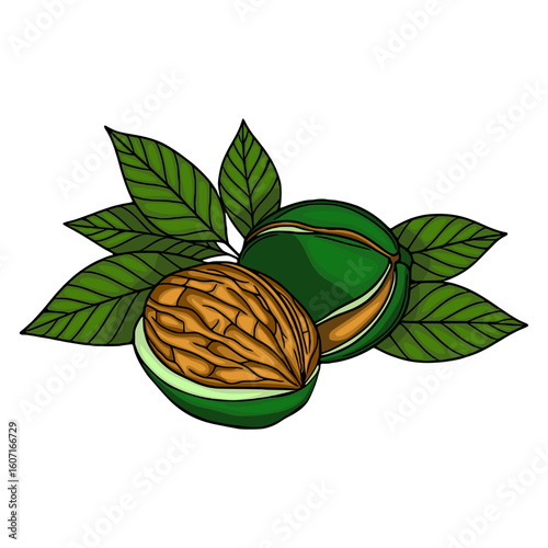 A vector illustration of a halved walnut with its shell and vibrant green leaves, showcasing intricate details of the nuts texture and the leafs veining.