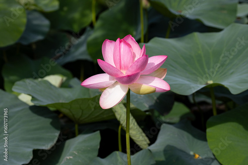 Nelumbo nucifera, also known as Padma, Kamala, sacred lotus, pink lotus and Indian lotus. Close up on the flower.