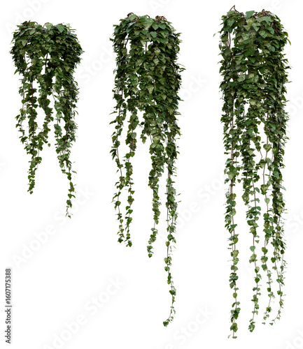 Foto Potted Hanging Ivy PNG Transparent 3D Render – Hedera helix, Indoor/Outdoor Trai