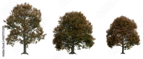 Картината върху платно English Oak Tree PNG Transparent 3D Render – Quercus robur, Large Autumn Tree wi