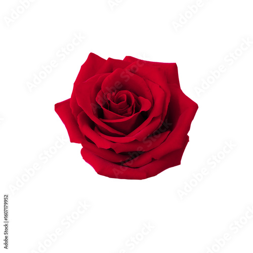 Red rose flower.