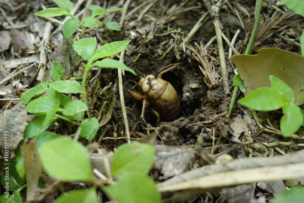 Fototapeta premium 日中、地面から姿を現したミンミンゼミの幼虫