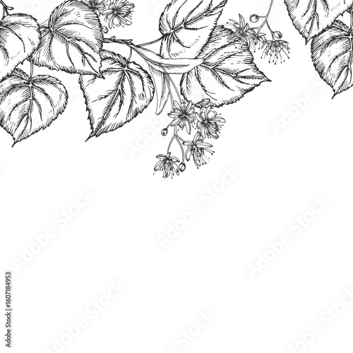 Linden frame. Vector illustrations hand drawn with ink and isolated on white background. Branches, leaves, flowers. Template for label design