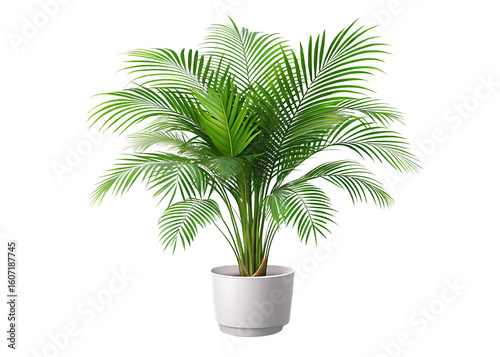 A beautiful white potted palm plant with vibrant green fronds is set isolated on white and transparent background