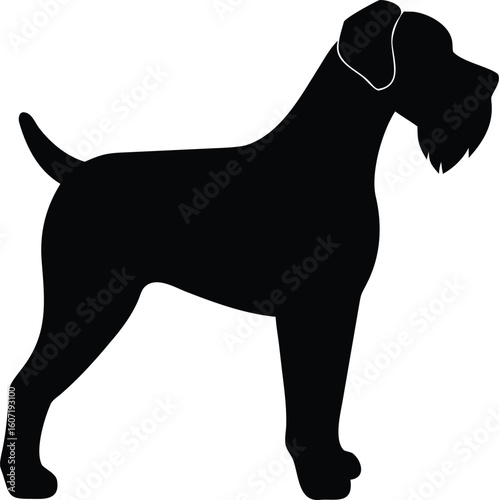 Wirehaired Pointing Griffon silhouette with rugged beard, arched tail, and sturdy hunting stance