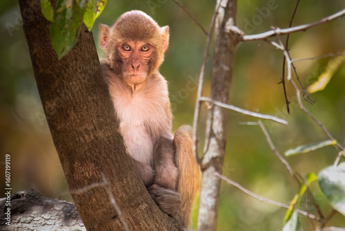 Rhesus Macaque Sitting on Tree in Forest
