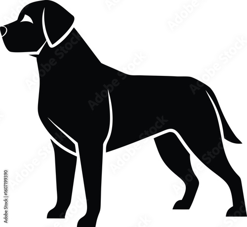 Greater Swiss Mountain Dog silhouette with broad frame, strong legs, and thick tail in confident stance