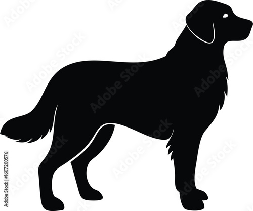 Nova Scotia Duck Tolling Retriever silhouette with bushy tail, compact frame, and feathered coat in alert stance