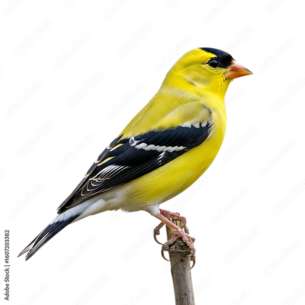 Obraz premium Bright yellow american goldfinch perched on a branch against a black background